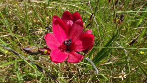 Babiana villosa (Babiana villosa)
