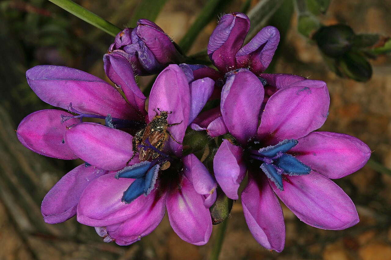 Babiana villosa: Babiana villosa , flowers; note presence of a monkey beetle (Scarabaeidaeː Hopliini), a potential pollinator of the species. Relict patch of renosterveld betwee