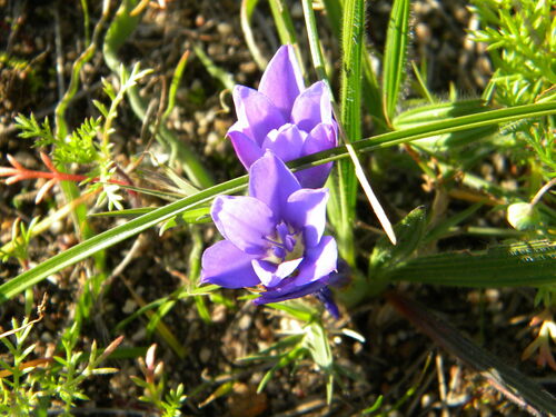 Babiana villosula (Babiana villosula)