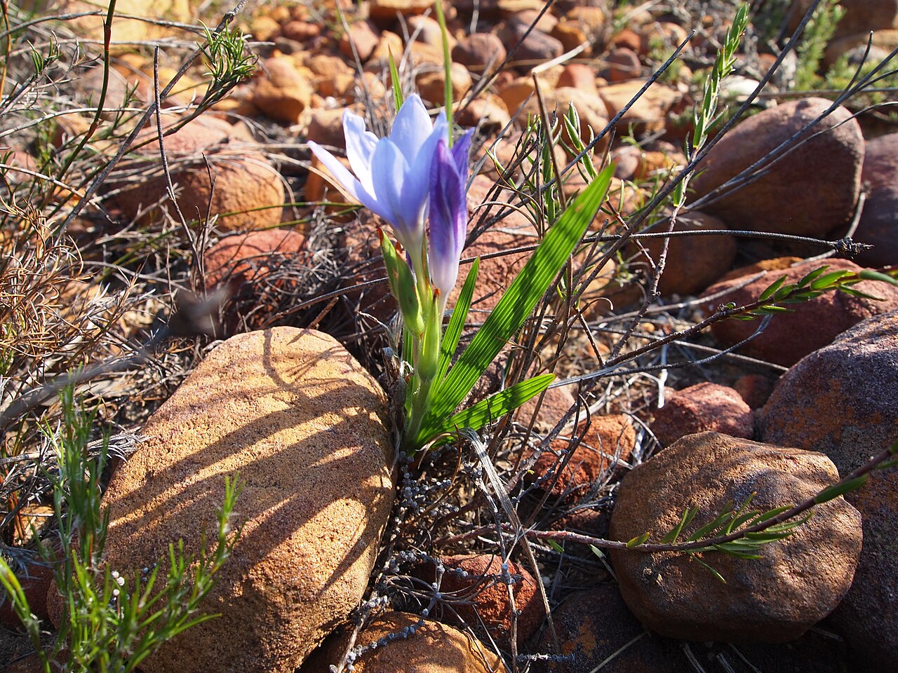 Babiana villosula: Table Mountain Cape Town