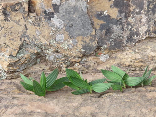 Babiana villosula (Babiana villosula)