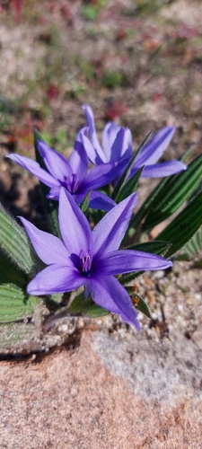 Babiana villosula (Babiana villosula)