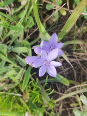 Babiana villosula (Babiana villosula)