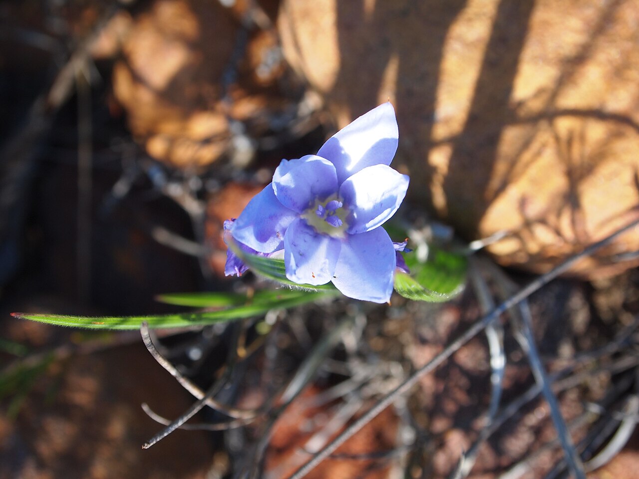 Babiana villosula: Table Mountain Cape Town