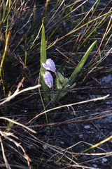Babiana villosula (Babiana villosula)