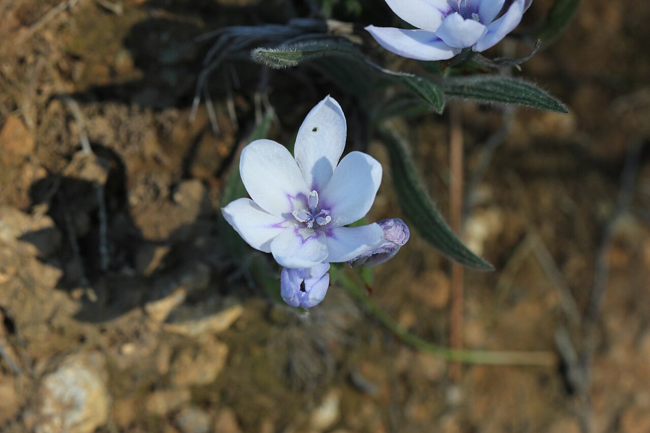 Babiana villosula: Babiana villosula in Paarl mountain nature reserve
