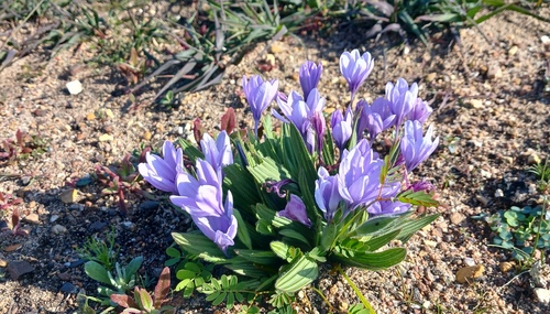 Babiana villosula (Babiana villosula)