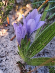 Babiana villosula (Babiana villosula)