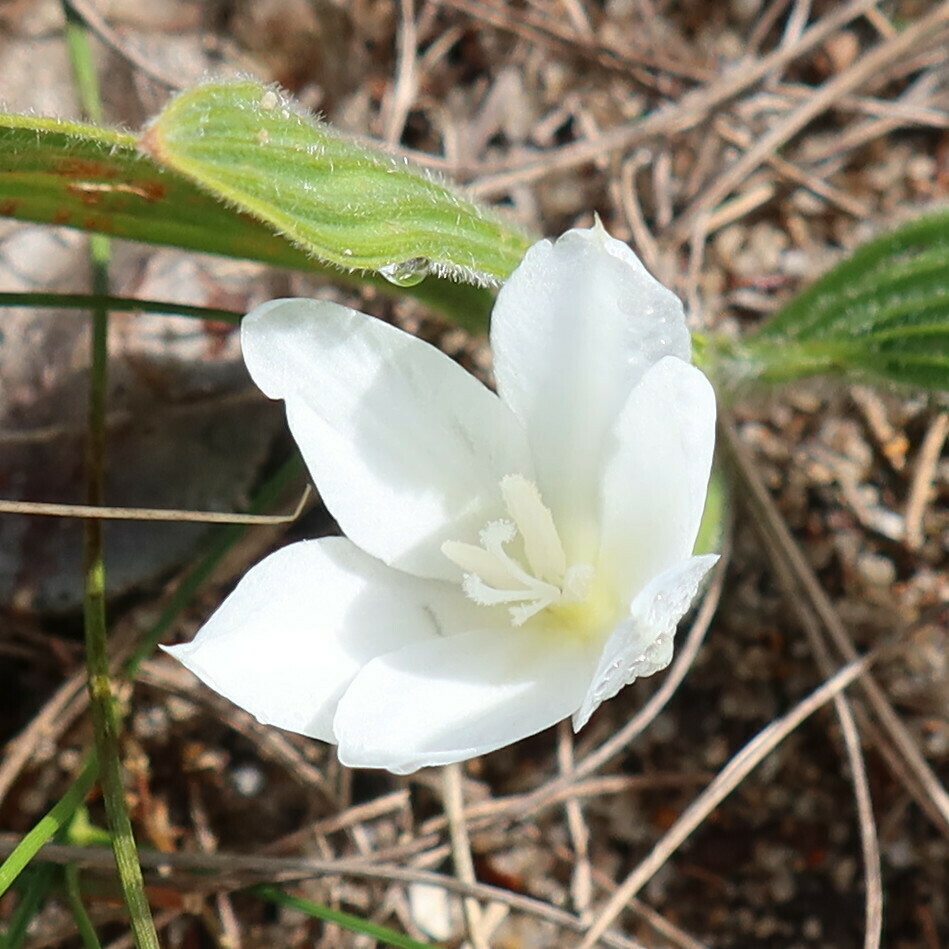 Babiana villosula (Babiana villosula)