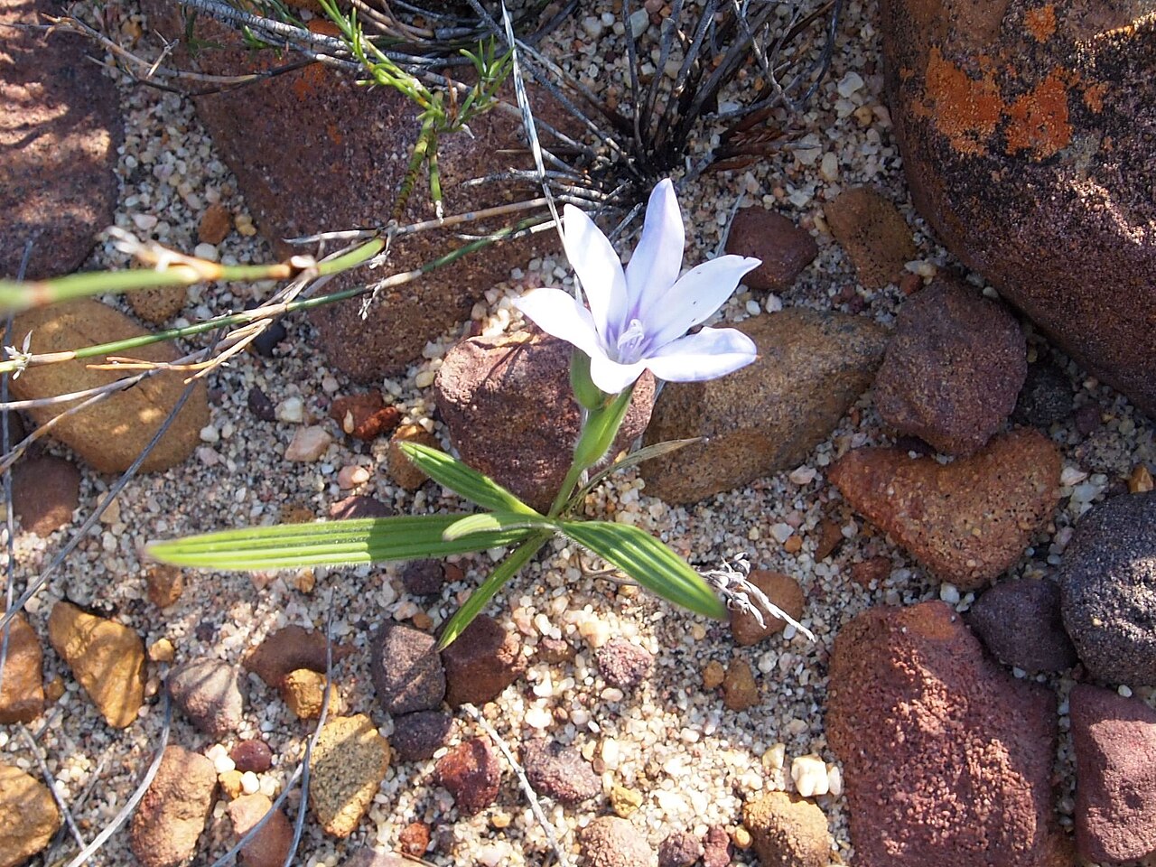 Babiana villosula: Table Mountain Cape Town