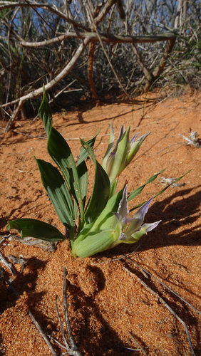 Babiana virescens (Babiana virescens)