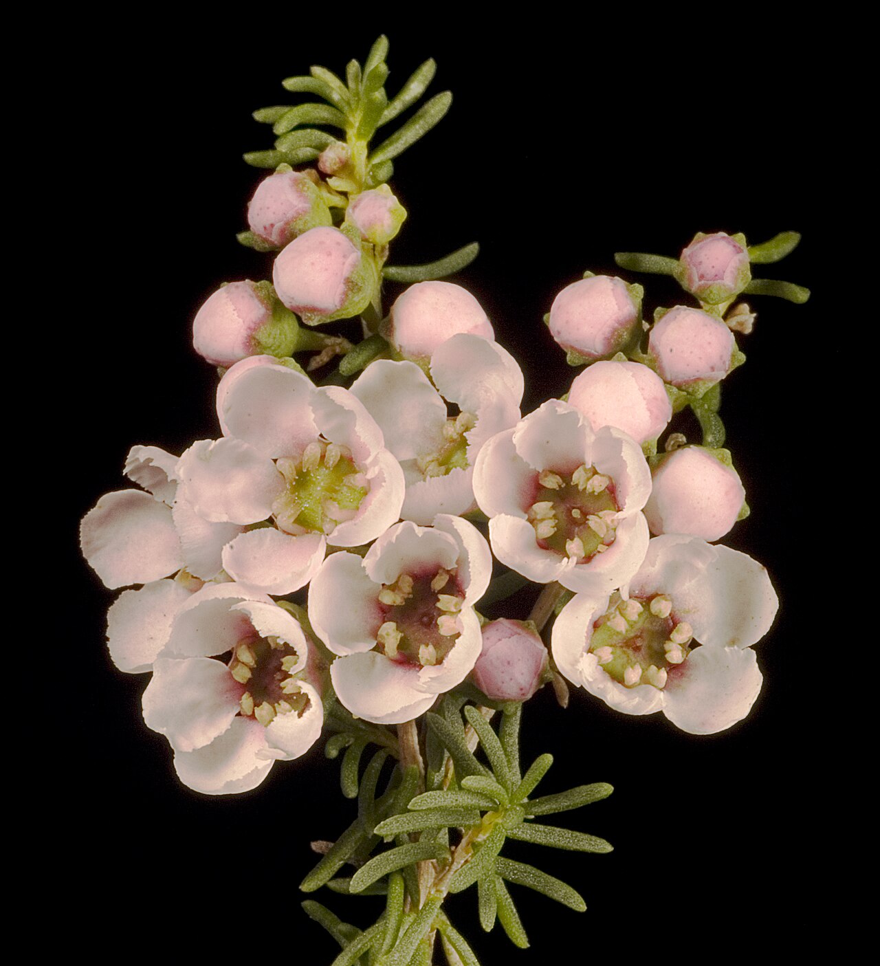 Babingtonia camphorosmae: KRT3447