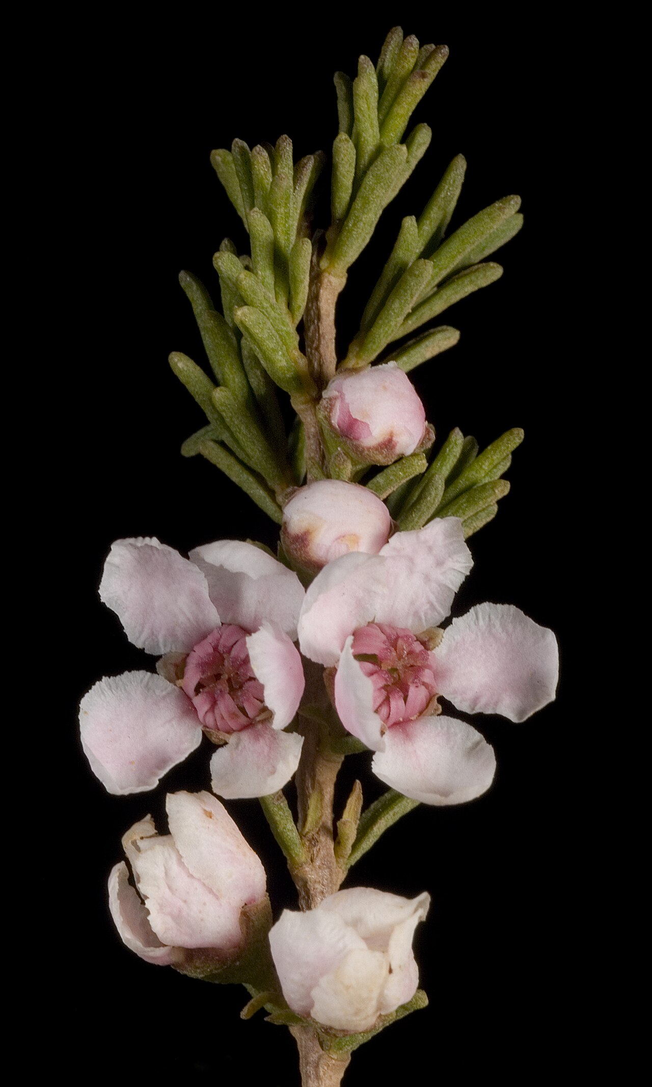 Babingtonia cherticola: KRT3204