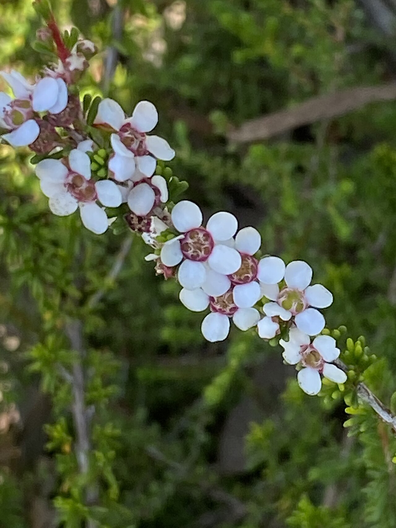 Babingtonia grandiflora: Baeckea grandiflora cultivated plant growing in the Australian Botanic Garden
