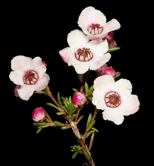 Babingtonia grandiflora: KRT4244