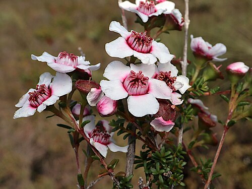 Babingtonia grandiflora: Babingtonia grandiflora in the Yandin Nature Reserve car park and lookout walk area (about 6.5 km approx south east of Cataby), Western Australia