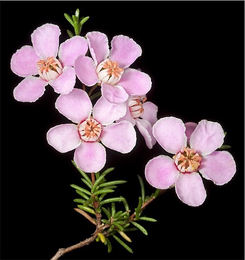 Babingtonia pelloeae: Babingtonia pelloeae at Roleystone, Chevin Road opposite Peet Road, Western Australia