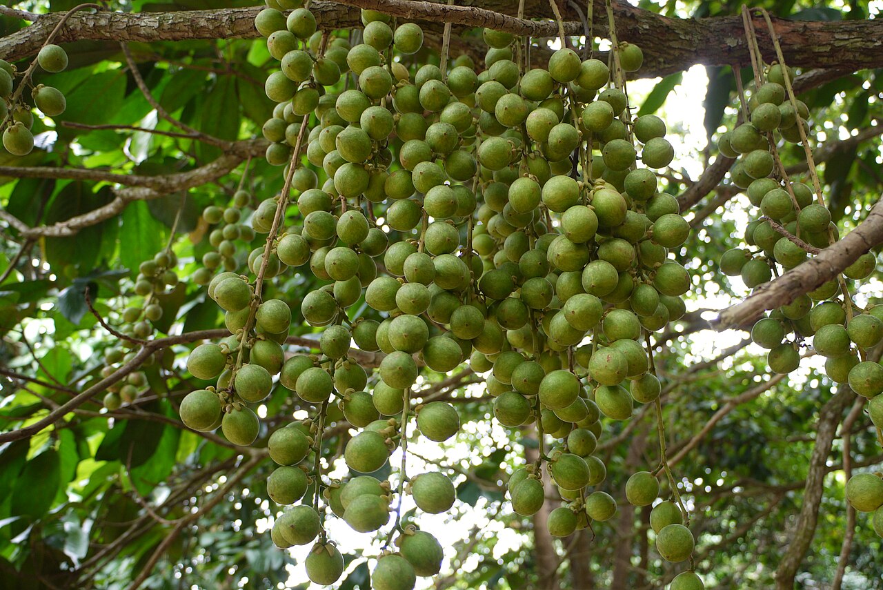Rambai: Young fruit of rambai (Baccaurea motleyana) hanging on the tree. Locality: MARDI rare fruit genebank in Serdang, Selangor, Malaysia.