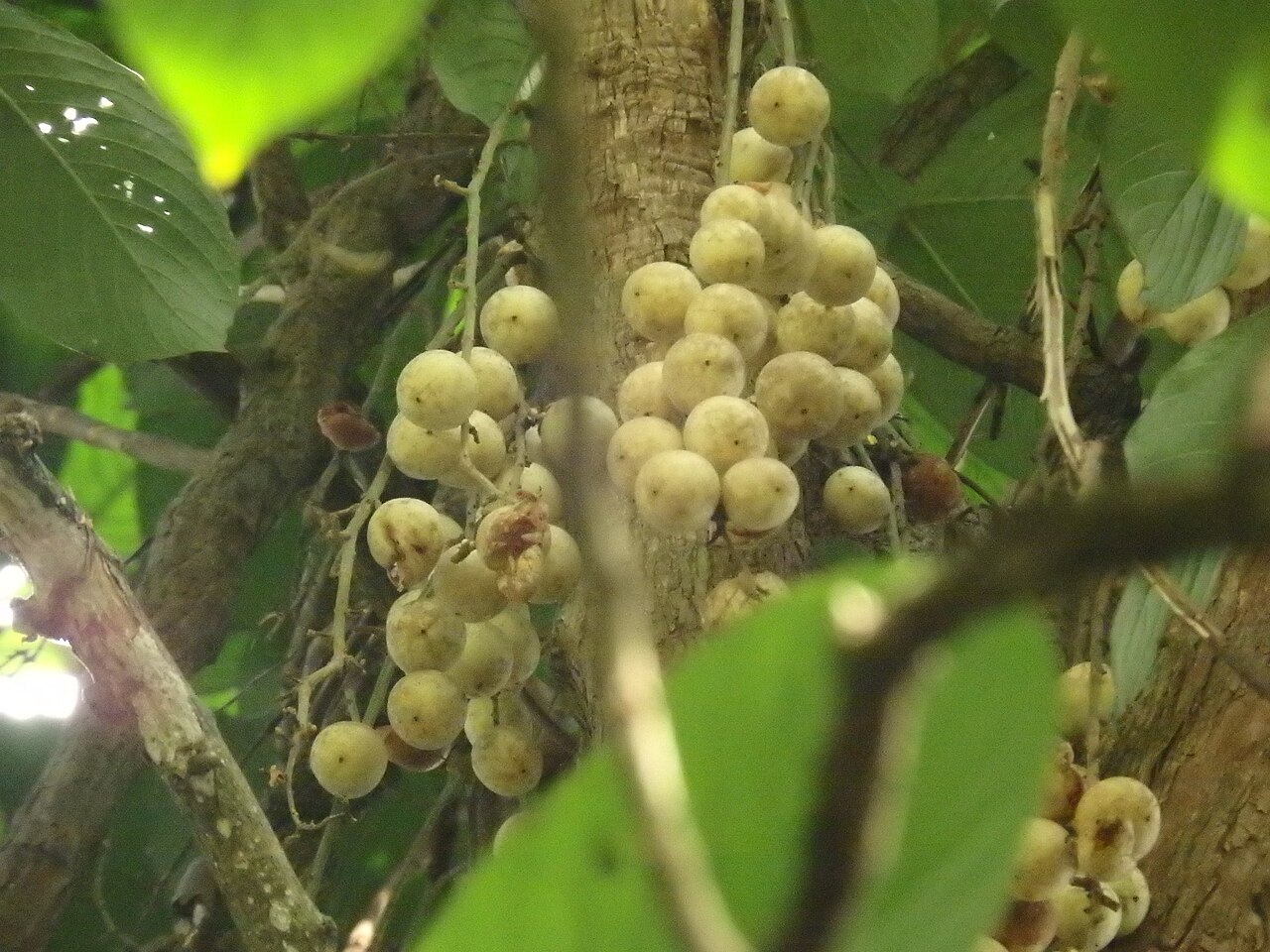 Rambai: Rambai ( Baccaurea motleyana ) in Singapore