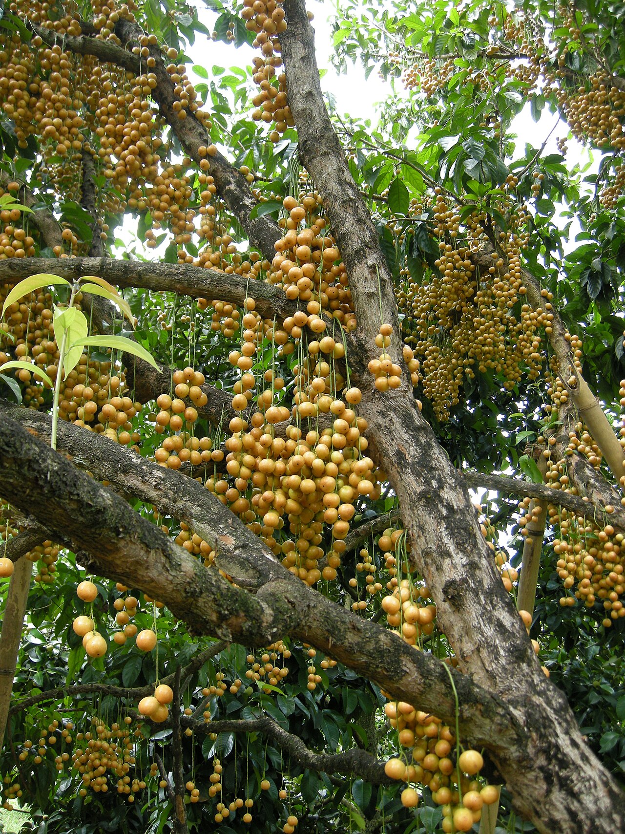 Rambai: Rambai Chanthaburi April 2012