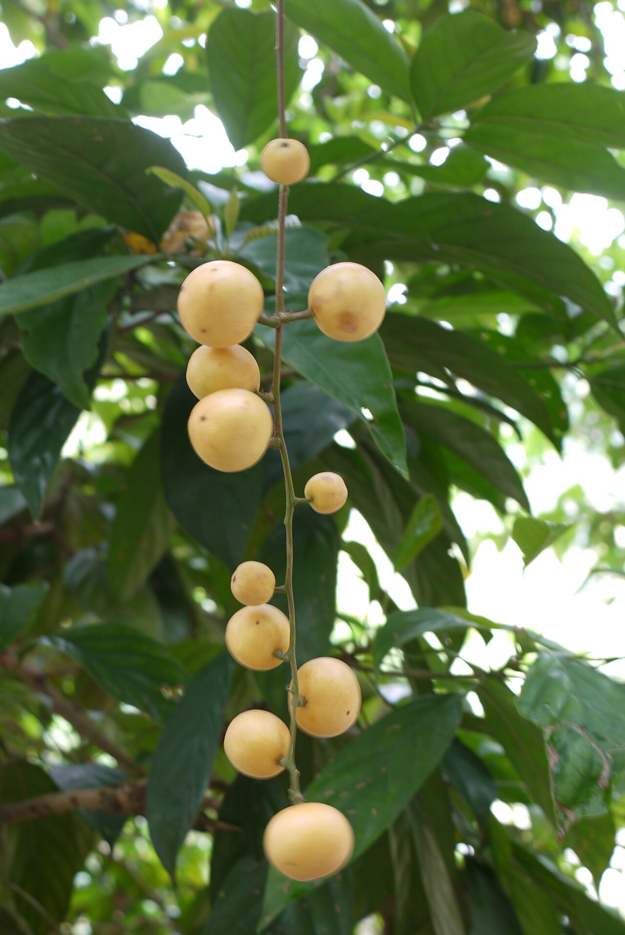 Rambai: Matured fruit of rambai (Baccaurea motleyana). Locality: MARDI rare fruit genebank in Serdang, Selangor, Malaysia.
