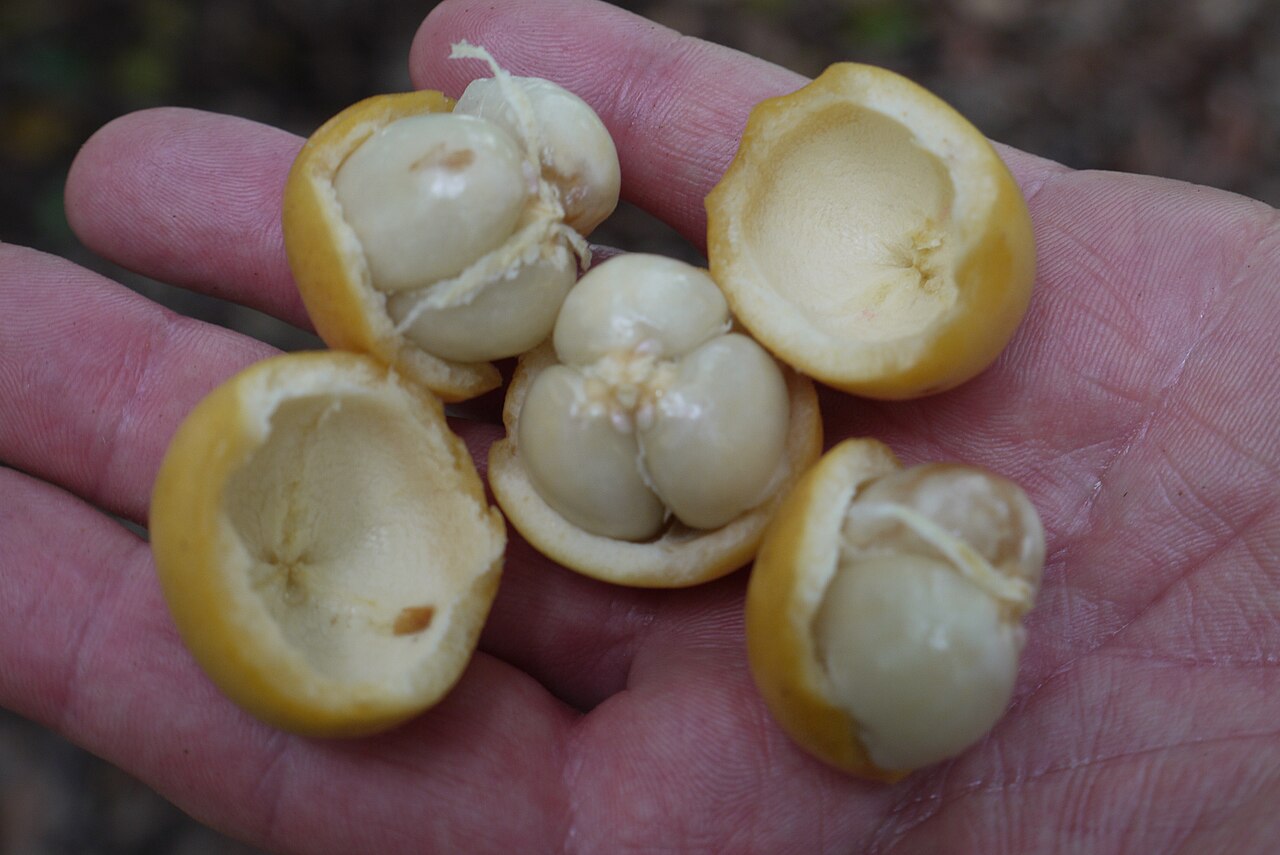 Rambai: Rambai fruits (Baccaurea motleyana) cut open to show seeds. The pulp is sweet to acid in taste. Locality: MARDI rare fruit genebank in Serdang, Selangor, Malays
