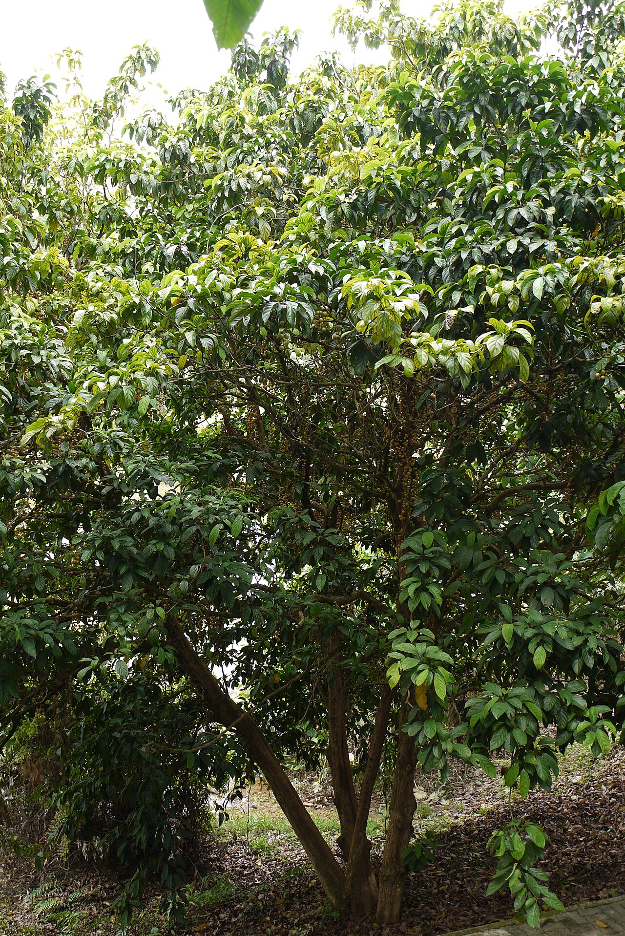 Rambai: Rambai tree (Baccaurea motleyana) with fruits bearing on trunk and branches. Locality: MARDI rare fruit genebank in Serdang, Selangor, Malaysia.