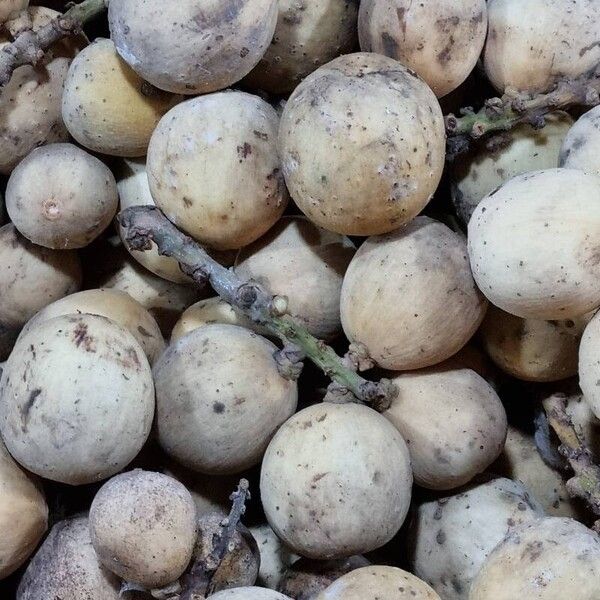 Rambai (Baccaurea motleyana)