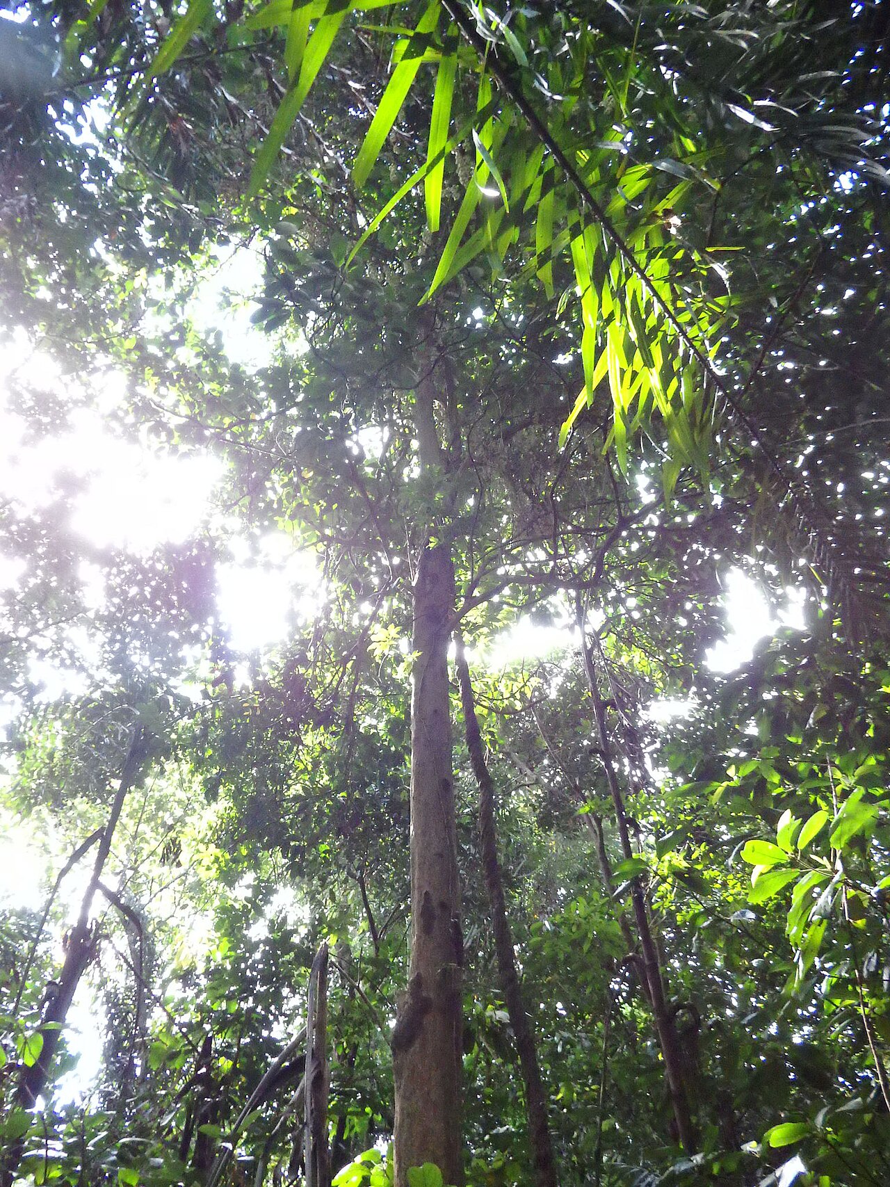 Rambai: Rambai ( Baccaurea motleyana ) in Singapore