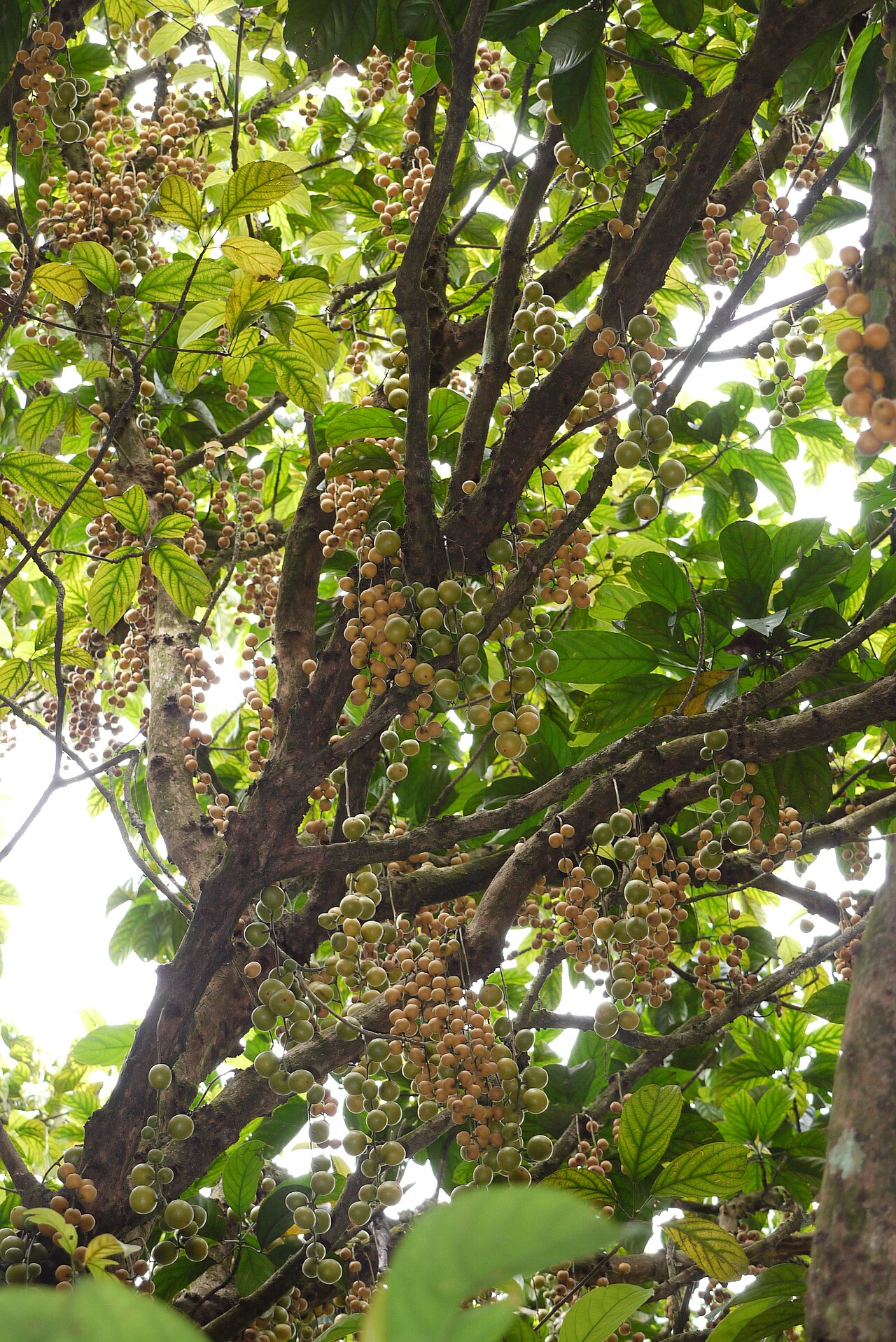 Rambai: A productive rambai tree (Baccaurea motleyana) which bears fruit on branches all over the tree. Locality: MARDI rare fruit genebank in Serdang, Selangor, Malays