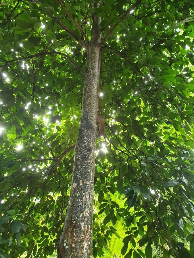 Rambai (Baccaurea motleyana)