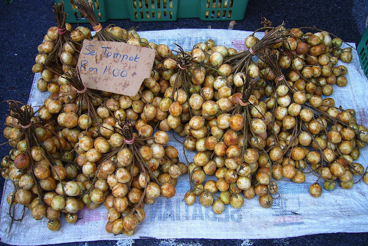 Rambai: Species from Borneo Photographed at the Sunday Market, Kuching, Malaysia, Borneo