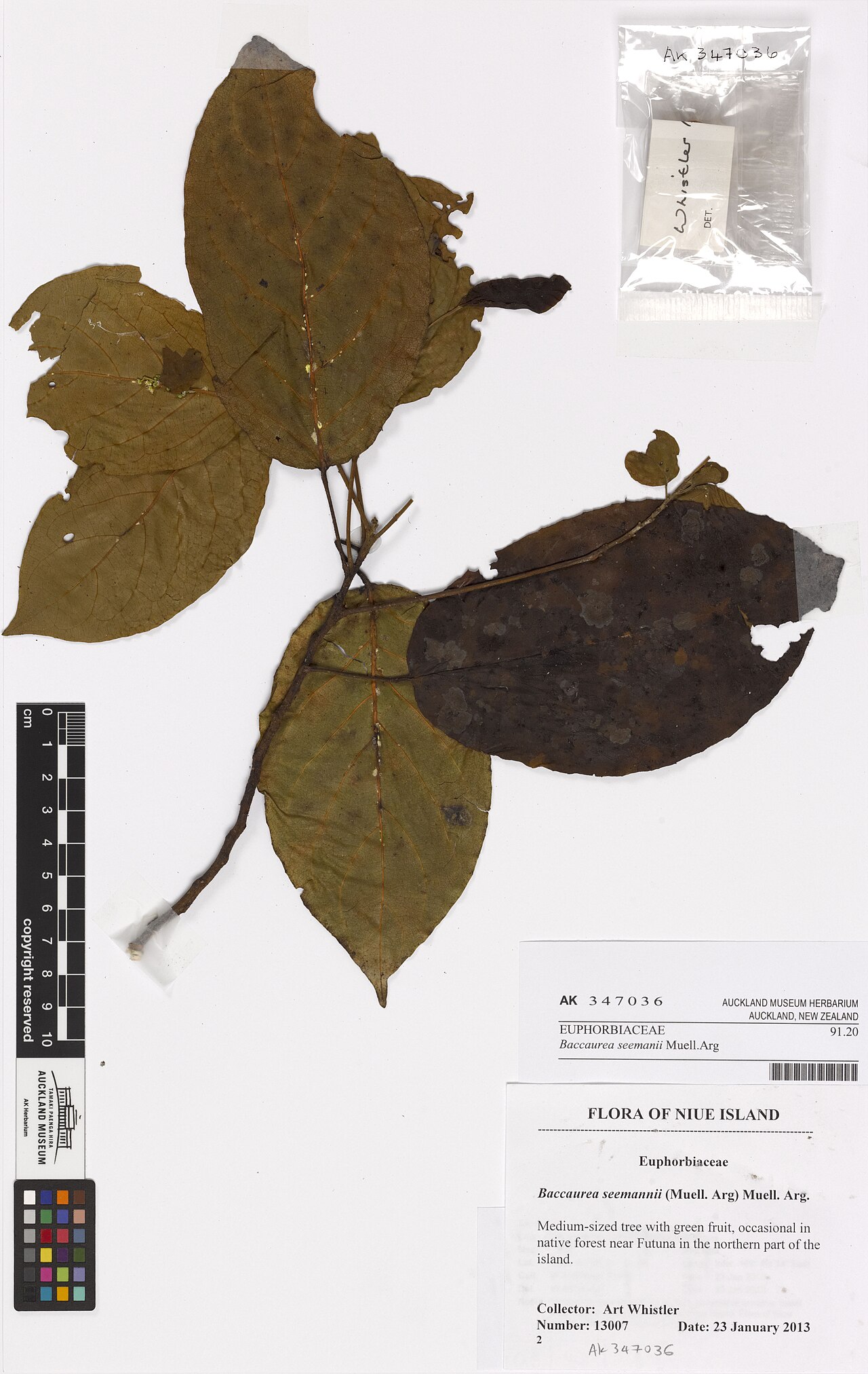 Baccaurea seemannii (Baccaurea seemannii)