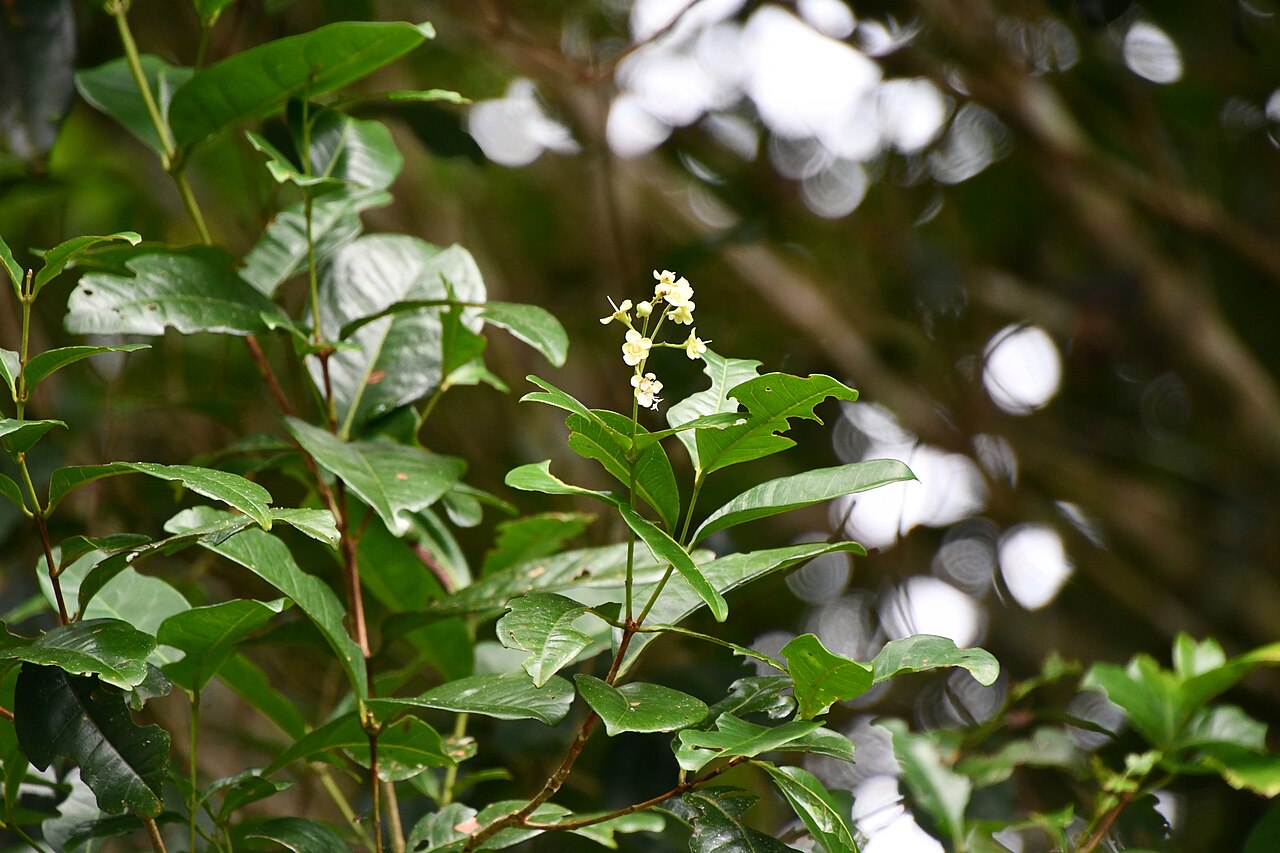 Backhousia bancroftii: -17.609966, 145.799576 Wooroonooran National Park