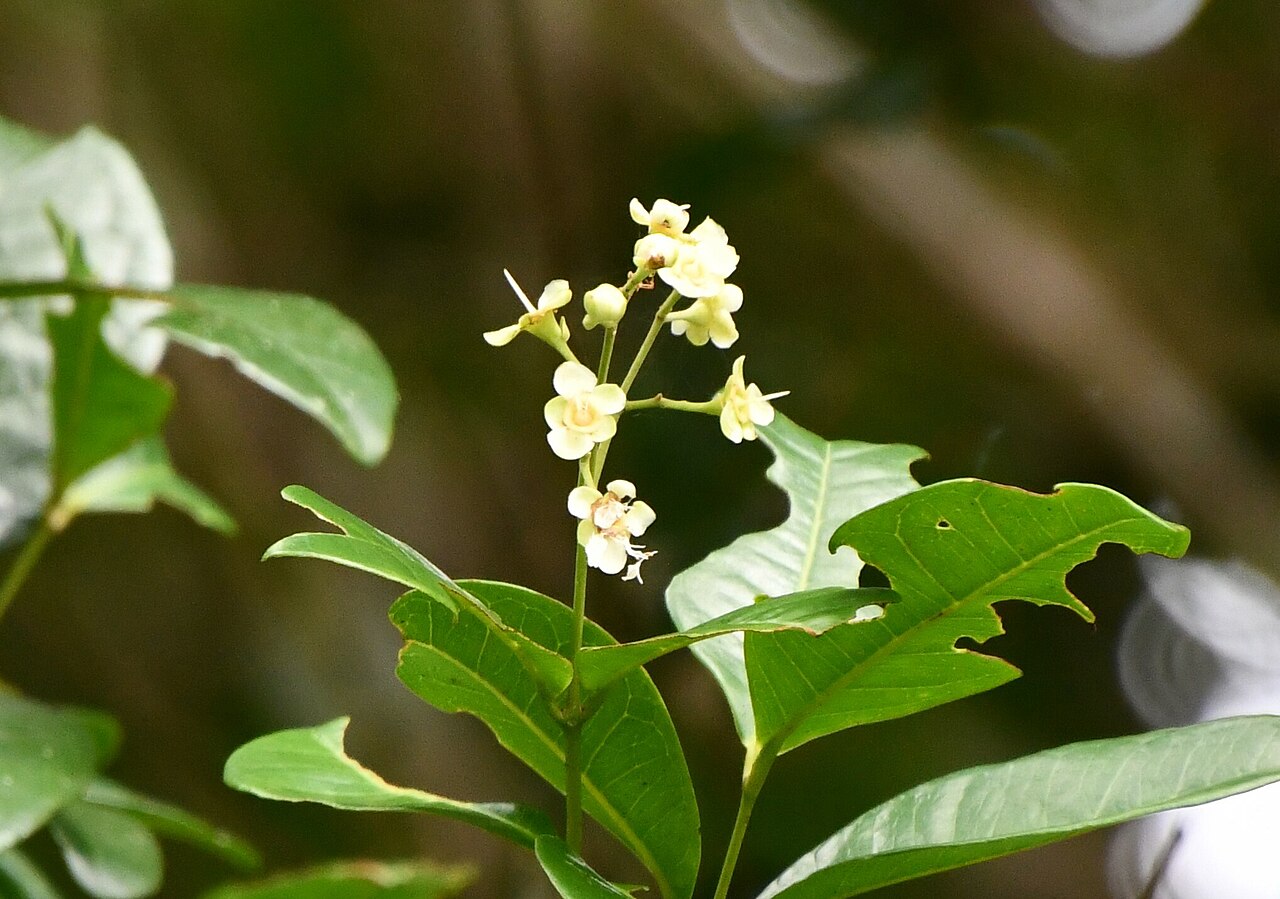 Backhousia bancroftii: Backhousia bancroftii. Species of plant.