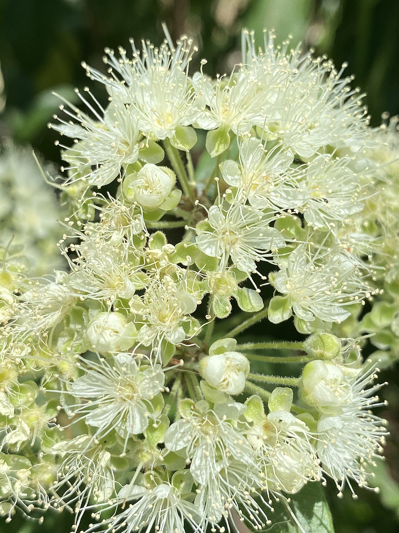 Lemon myrtle: Backhousia citriodora cultivated plant growing in Capertee Valley