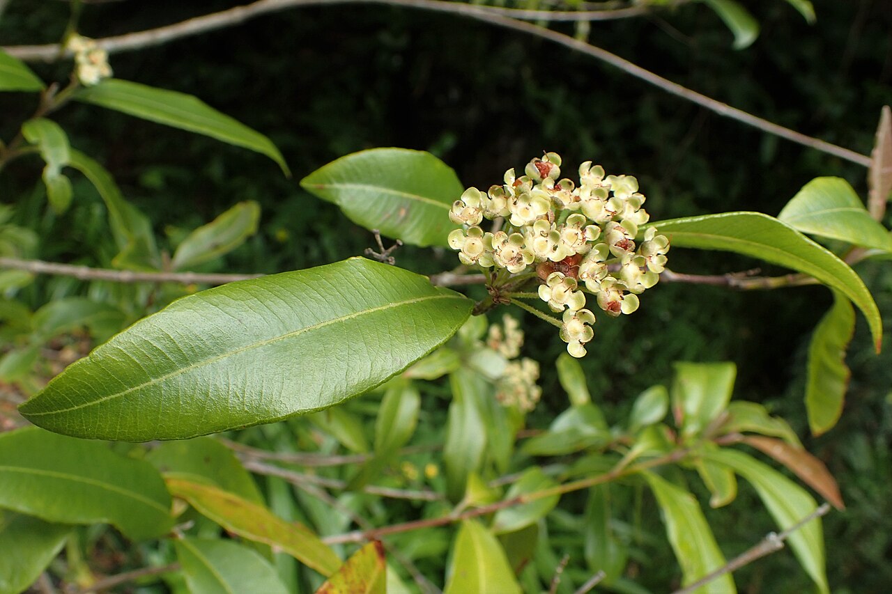 Lemon myrtle: Backhousia citriodora in Wellington Botanical Garden