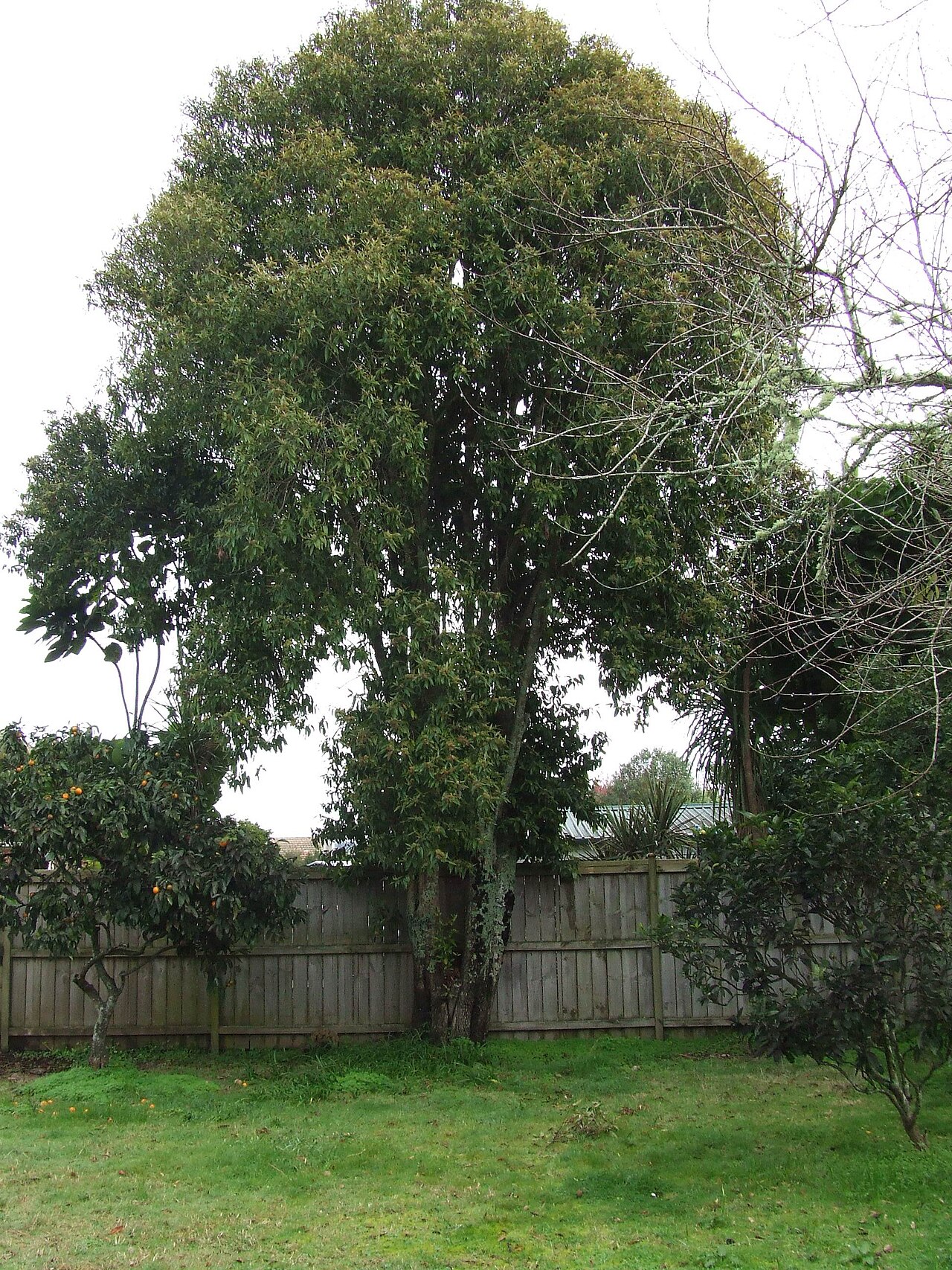 Lemon myrtle (Backhousia citriodora)