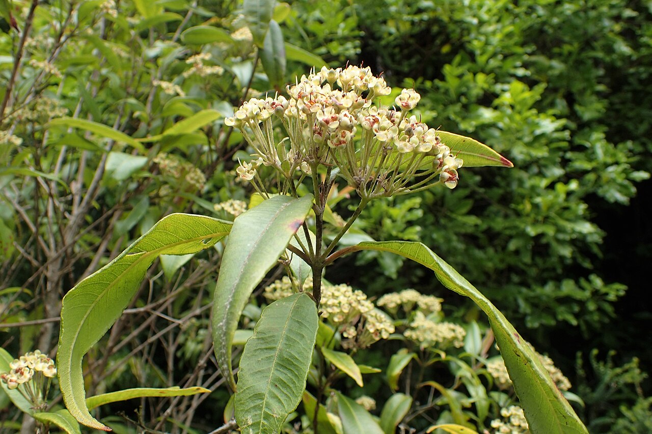 Lemon myrtle: Backhousia citriodora in Wellington Botanical Garden