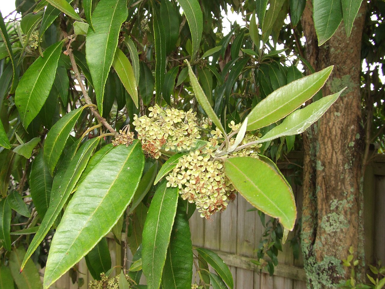 Lemon myrtle (Backhousia citriodora)
