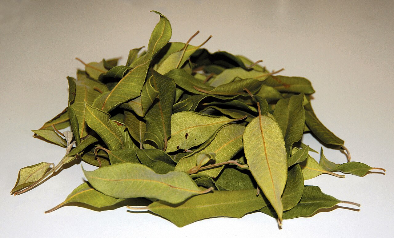Lemon myrtle: The lemon myrtle, or lemon ironwood, is a tree growing up to 20 metres in coastal rainforests of Queensland. The leaves are strongly lemon-scented, and impart a