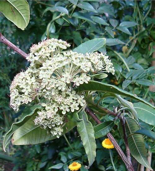 Lemon myrtle (Backhousia citriodora)