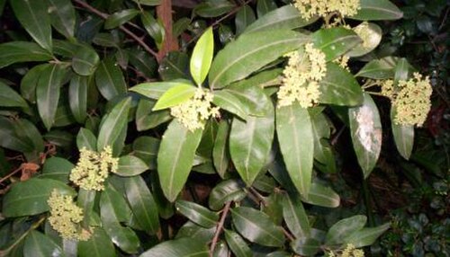 Lemon myrtle: Backhousia citriodora