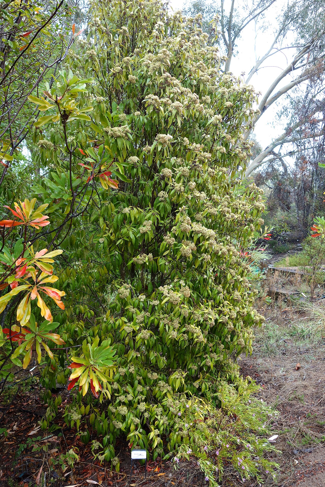 Lemon myrtle: Botanical specimen in the UC Santa Cruz Arboretum at the University of California, Santa Cruz - 1156 High Street, Santa Cruz, California, USA.