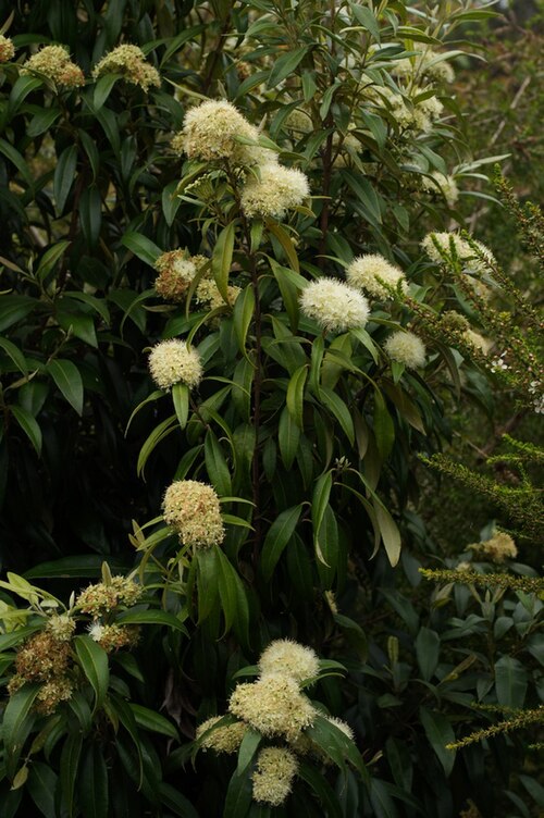 Lemon myrtle: Australian native plant Cultivated