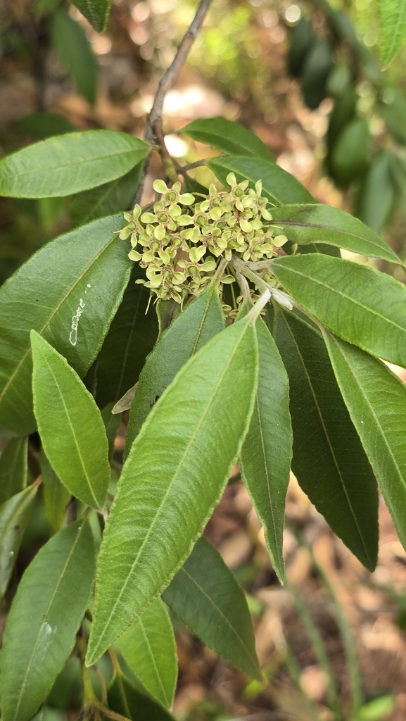 Lemon myrtle (Backhousia citriodora)