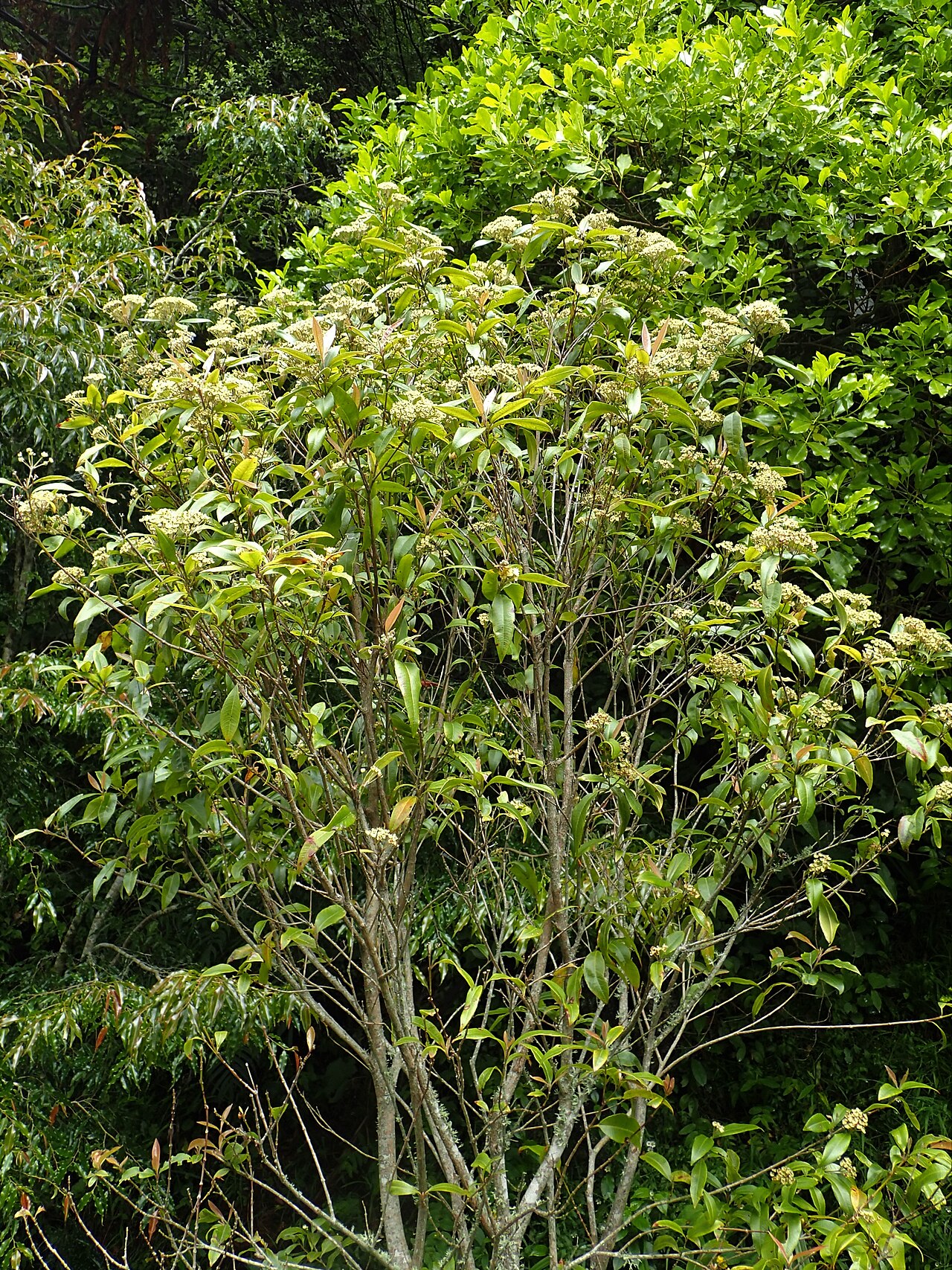 Lemon myrtle: Backhousia citriodora in Wellington Botanical Garden