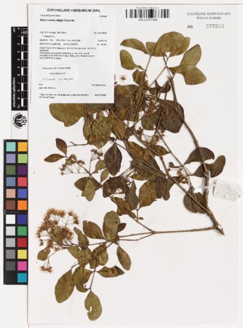 Backhousia kingii: Backhousia kingii BRI AQ0577568