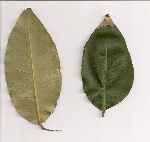 Backhousia leptopetala: Choricarpia leptopetala, leaves