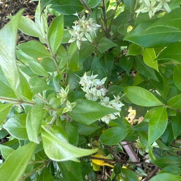 Carrol (Backhousia myrtifolia)